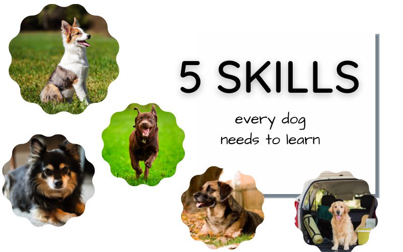 5 Skills Every Dog Needs to Learn