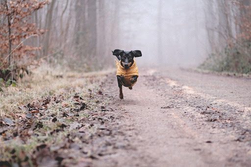 dachshund running happily