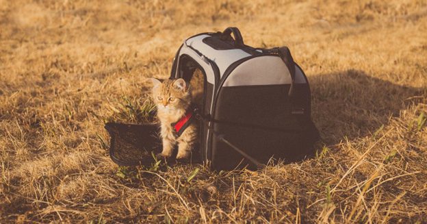 How to Travel with Your Cat and Enjoy the Trip