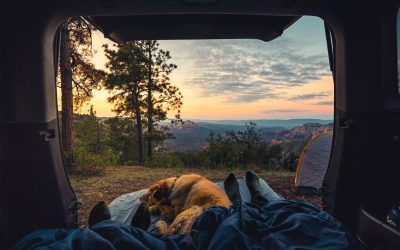 The Ultimate Guide for Camping with Dogs